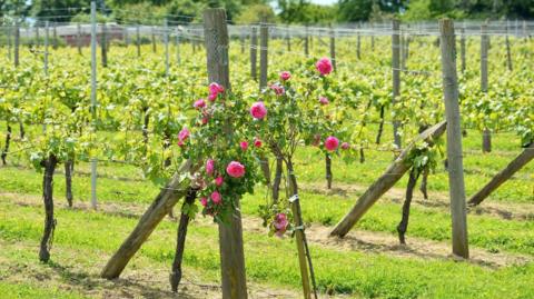 Vines at Bluebell Vineyard Estates