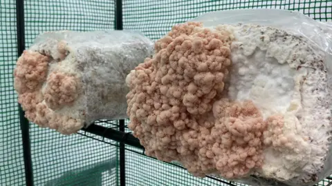 Two mushroom grow bags sit on a shelf in a small tent-like structure. Lion's mane is growing out of the bags. They have the look and texture of cauliflower.  