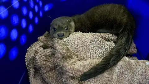 Cleethorpes Wildlife Rescue A timid-looking small otter cuddles a blanket in a blue animal carrier