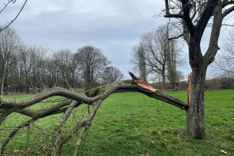 A tree that fell victim to Storm Darragh in Markeaton Park