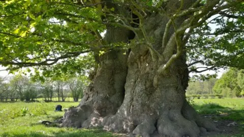 The Clatterbury Oak
