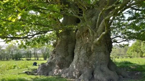 Woodland Trust The Clatterbury Oak