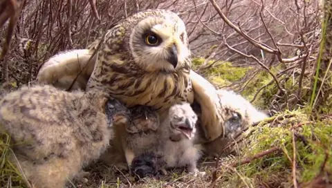 BBC Springwatch A large owl with owl chicks under its wing. They are white and brown in colour.