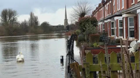 A swan swims on the water outside a row of houses. The water appears to have flooded into the front gardens of many homes. A church can be seen in the background.