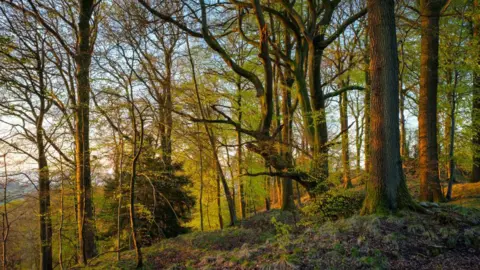 A sunlit forest at sunset, the trunks are glowing in the sun and the trees are sloping on a hill.