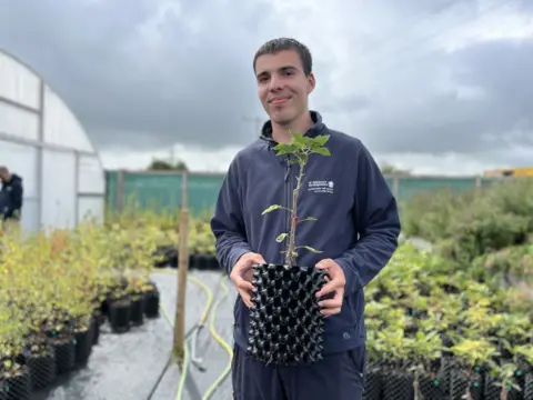 Tree nursery assisant holds sapling