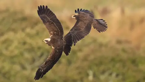 Two Marsh harriers, one behind the other in flight, wings extended with a blurred background of land. 