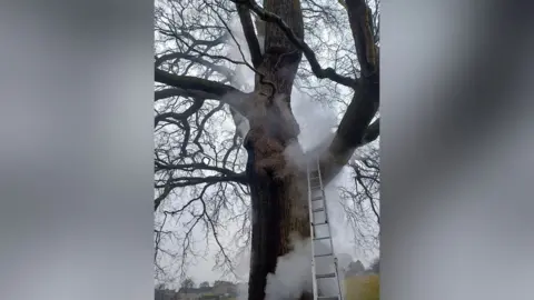 Stroud Borough Council An oak tree with smoke coming from it and a ladder leaned across a thick branch