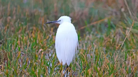 Peterborough Walks A white crane bird with a grey beak pausing in long green grass.