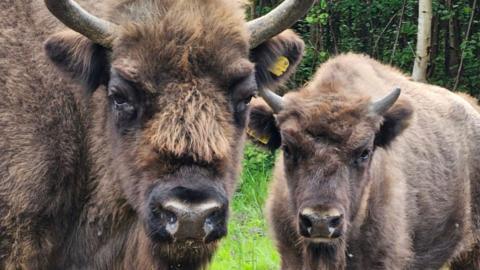  A full grown bison with large horns stands next to a baby bison