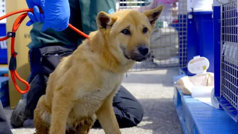 Hyunjung Kim/BBC News A dog sits on a lead held by gloved hands, next to a row of cages