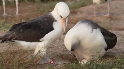 Two Laysan albatrosses, Wisdom and her partner with their egg