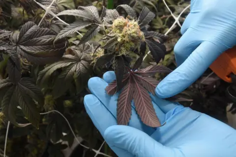 A close up shot of cannabis plants with the hands of a person pointing to some leaves, wearing blue plastic gloves