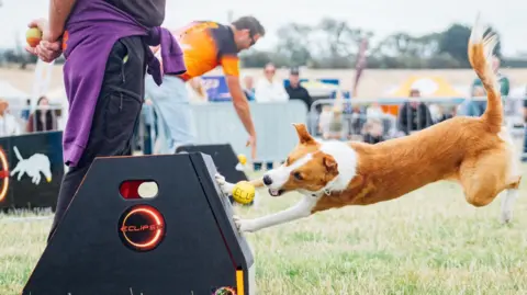 North East Dog Festival A dog is chasing a bright yellow ball in a competition or class. The ball appears to be ricocheting off an angular box designed for dog sports. The dog has jumped completely off the ground, his mouth outstretched as he closes in.