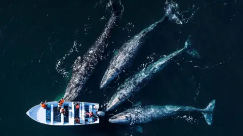 Kaushiik Subramaniam / Oceanographic Magazine and Blancpain Four whales surrounding a fishing boat in the middle of the ocean.