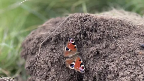 Dorothy House A butterfly