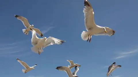 A number of seagulls hovering against a bright blue sky