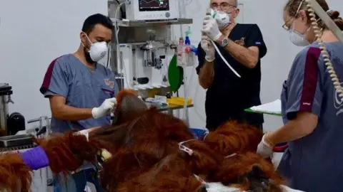 OVAID A very large, orange-furred orangutan is lying on a hospital bed and there are three vets standing around it. One man is tending the orangutan's head, another man is tending to its drip and a woman is holding a clipboard. They all wear medical masks and there are monitors and medical equipment around the room. 