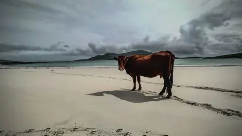 Ross Tetlow Vatersay cow