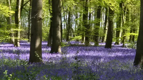 BBC Weather Watcher Offroadrunner A carpet of bluebells covers a woodland floor at Nuffield, Oxfordshire.