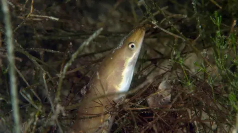 An eel poking its head out from underwater foliage 