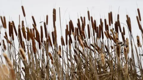 Getty Images Bulrush growing by the side of an area of water.