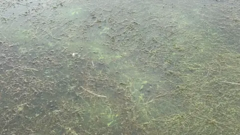Blue-green algal blooms in a body of water. There are also a lot of floating weeds in the water.