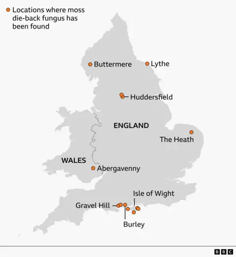 Map of England and Wales highlighting locations where moss die-back fungus has been found. Orange dots mark sites including Buttermere and Lythe in northern England, Huddersfield in central northern England, The Heath in eastern England, Abergavenny in south Wales, and a cluster of sites in southern England around Burley, Gravel Hill, and the Isle of Wight. A legend indicates that orange circles represent confirmed locations.