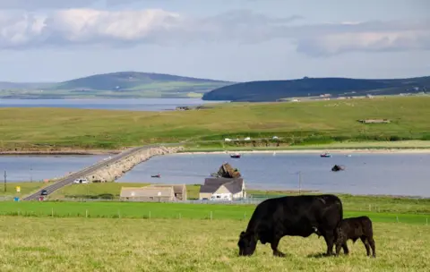 Getty Images A road connecting two pieces of land in Orkney via a causeway. A black cow and calf are grazing in a field the foreground. 