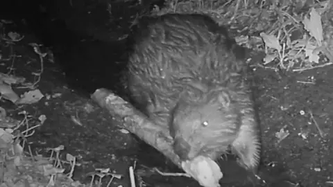 Ealing Beaver Project A still from footage showing a beaver creating a dam