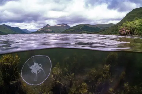 James Lynott A moon jellyfish in the underwater with hills above the water as part of Scotland's landscape.