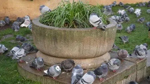 Shaun Whitmore/BBC Part of memorial gardens on top of Norwich Markets covered in grey pigeons. 