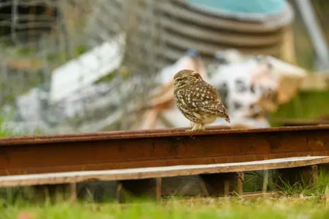 Andrew Mason A little owl seen standing on a piece of rusty metal. It has brown and white markings