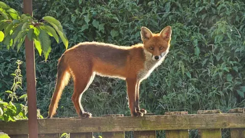 Allan Wilson Baillieston fox