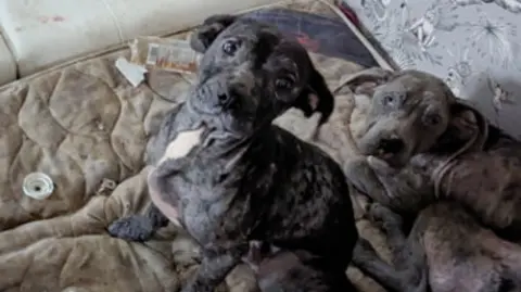 RSPCA Staffordshire Bull Terries puppies, Jack and his sister Poppy, pictured sitting on a dirty mattress 