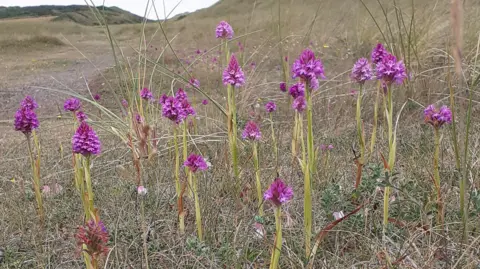 Manx Wildlife Trust A group of bright purple orchids sprout out from the grasses.