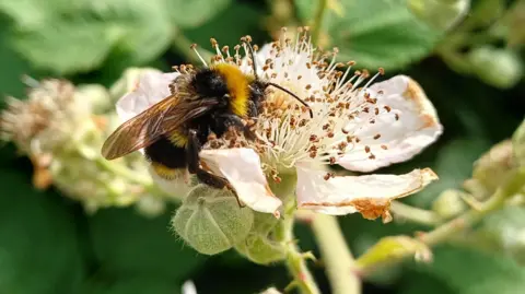 A bee on a flower, trying to get to the pollen, with plants blurred behind. 