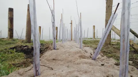 New trees planted as part of the Derbyshire's Heartwood Community Forest project