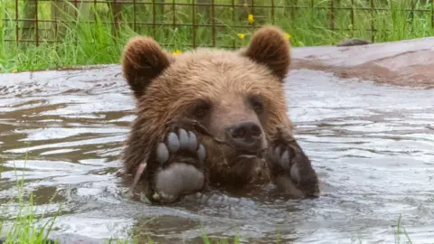 Harding-Lee Media, Wildwood Trust One of the young bear cubs immersed in water, holding its black paws just above surface.