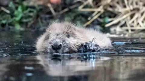 PA Media A beaver is swimming in water. The top half of its body is out of the water and has fluffy brown hair.