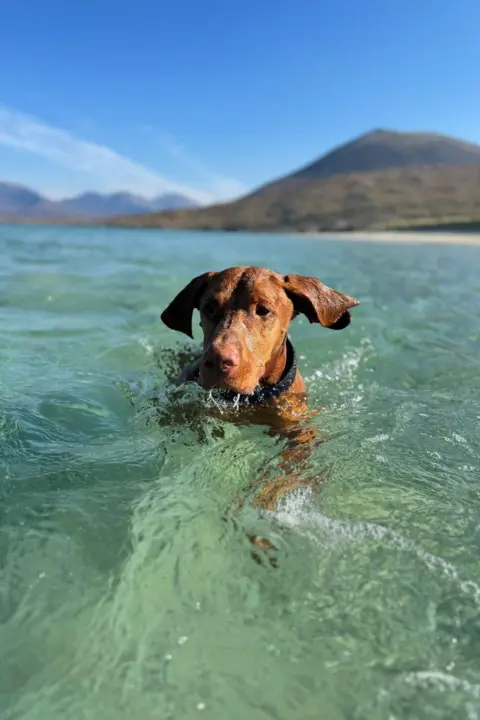 Andrew Agnew Dog swimming in clear sea water