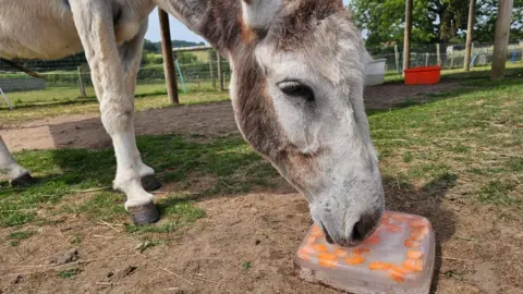 A donkey in a paddock licking a block of ice with carrots imbedded in it