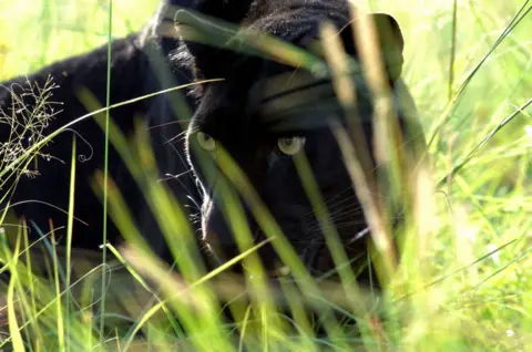 A close-up shot of a black leopard between blades of tall grass. 