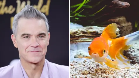 A split composite image shows singer Robbie Williams, on the left, wearing a lilac jacket, and on the right, a goldfish swimming in a tank