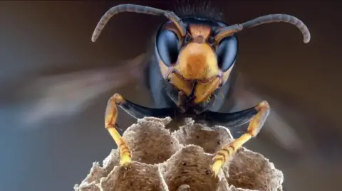 Getty Images An Asian hornet close up, its large black eyes seen clearly as it hovers on what looks to be part of its nest.