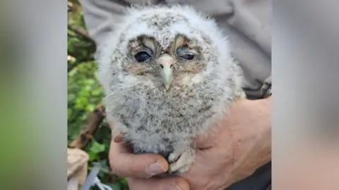 A grey/white tawny owl chick being held by a person
