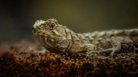 Ancient three-eyed reptiles get new home at Chester Zoo