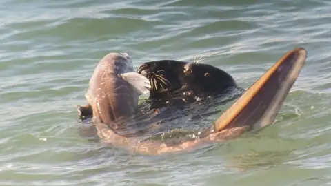 A dark grey seal's head can be seen just above the water with a pale grey eel