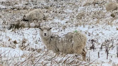Jeannie/BBC Weather Watchers Sheep grazing in a snowy field.