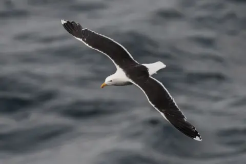 Getty Images The large  black-backed gull is the largest subordinate   of the gull family